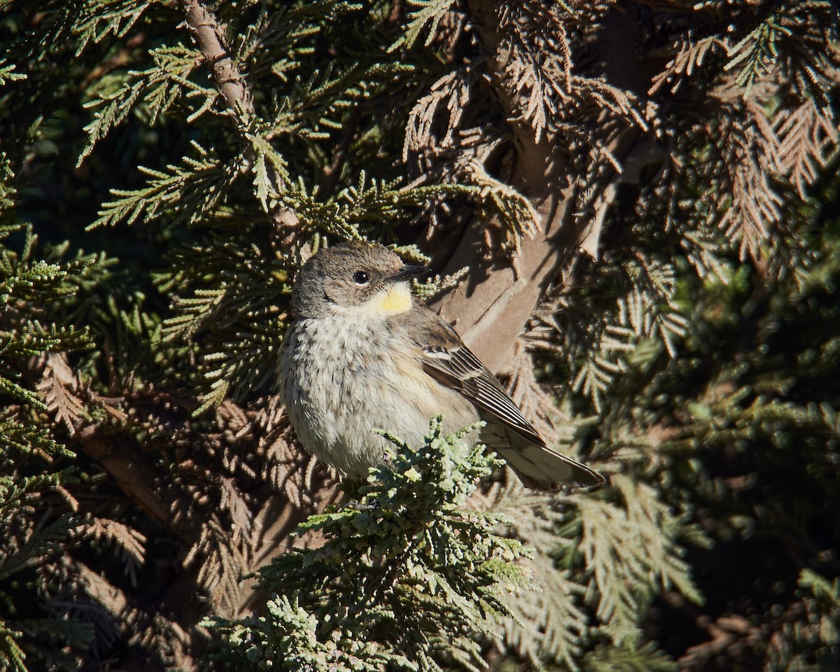 Yellow-rumped Warbler (Goldman's) - ML637328664