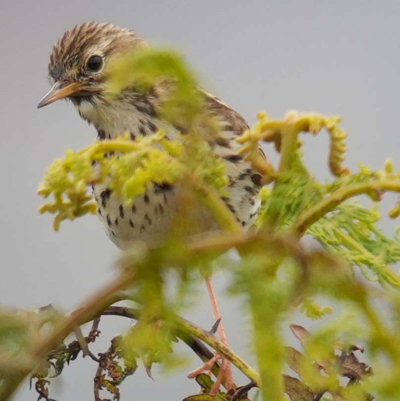 Meadow Pipit - ML637328673