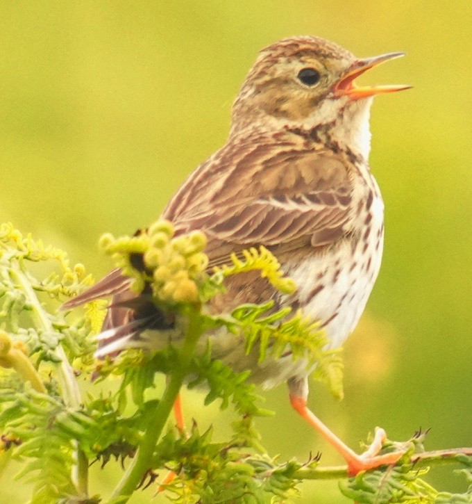 Meadow Pipit - ML637328674