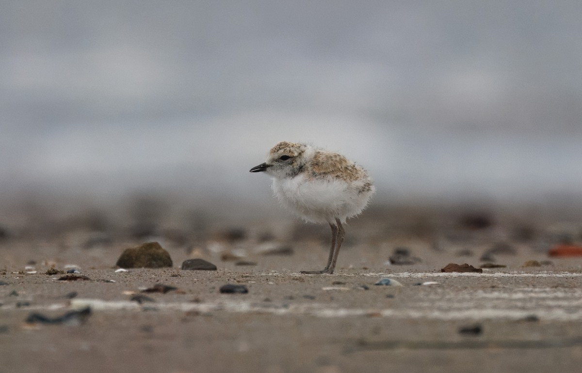 Snowy Plover - John Callender