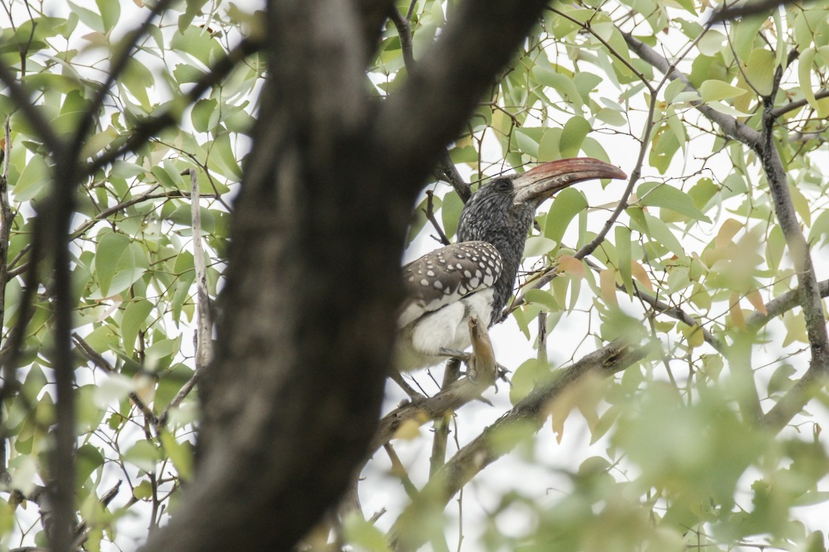 Monteiro's Hornbill - ML637328734