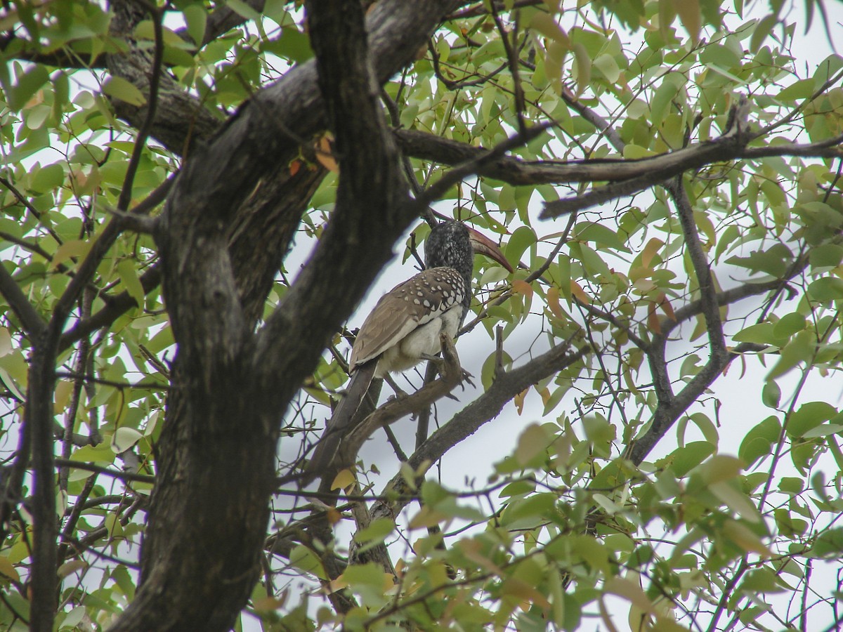 Monteiro's Hornbill - ML637328735