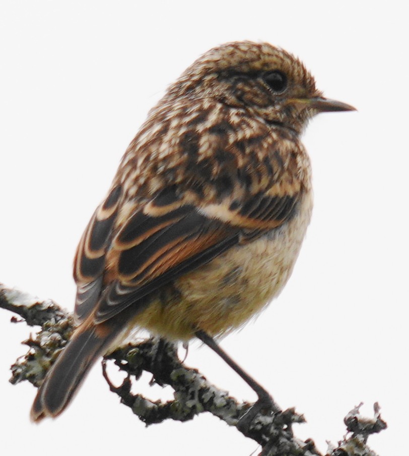European Stonechat - ML637328739