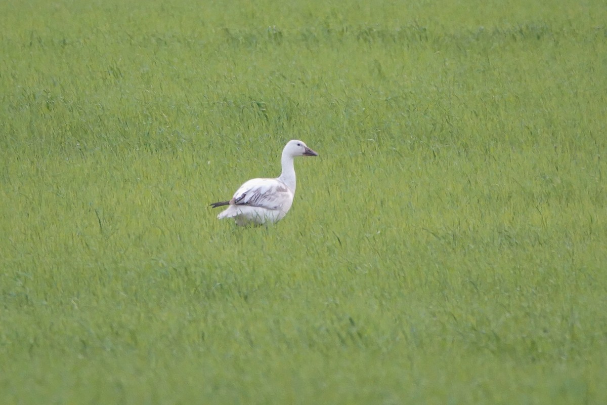 Snow Goose - ML637328828