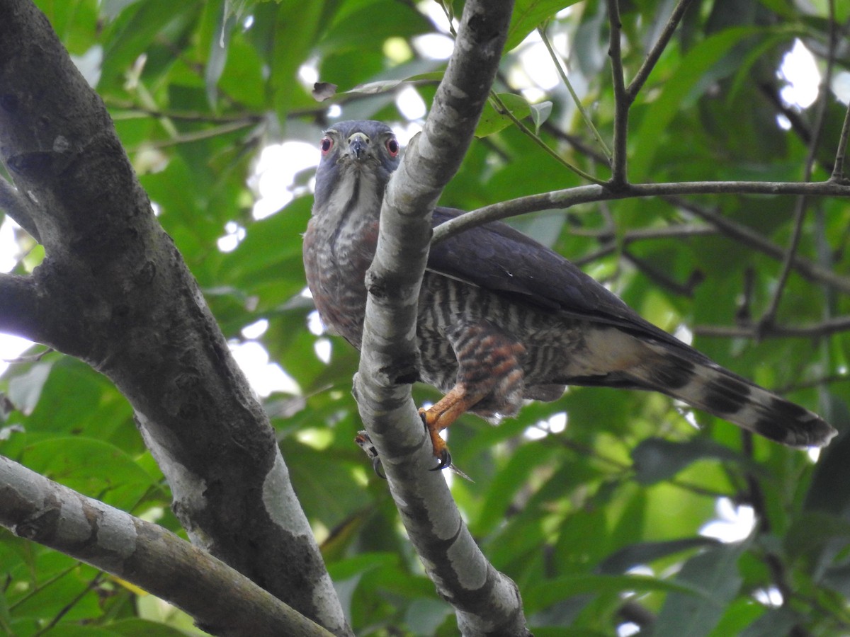 Double-toothed Kite - ML637328941