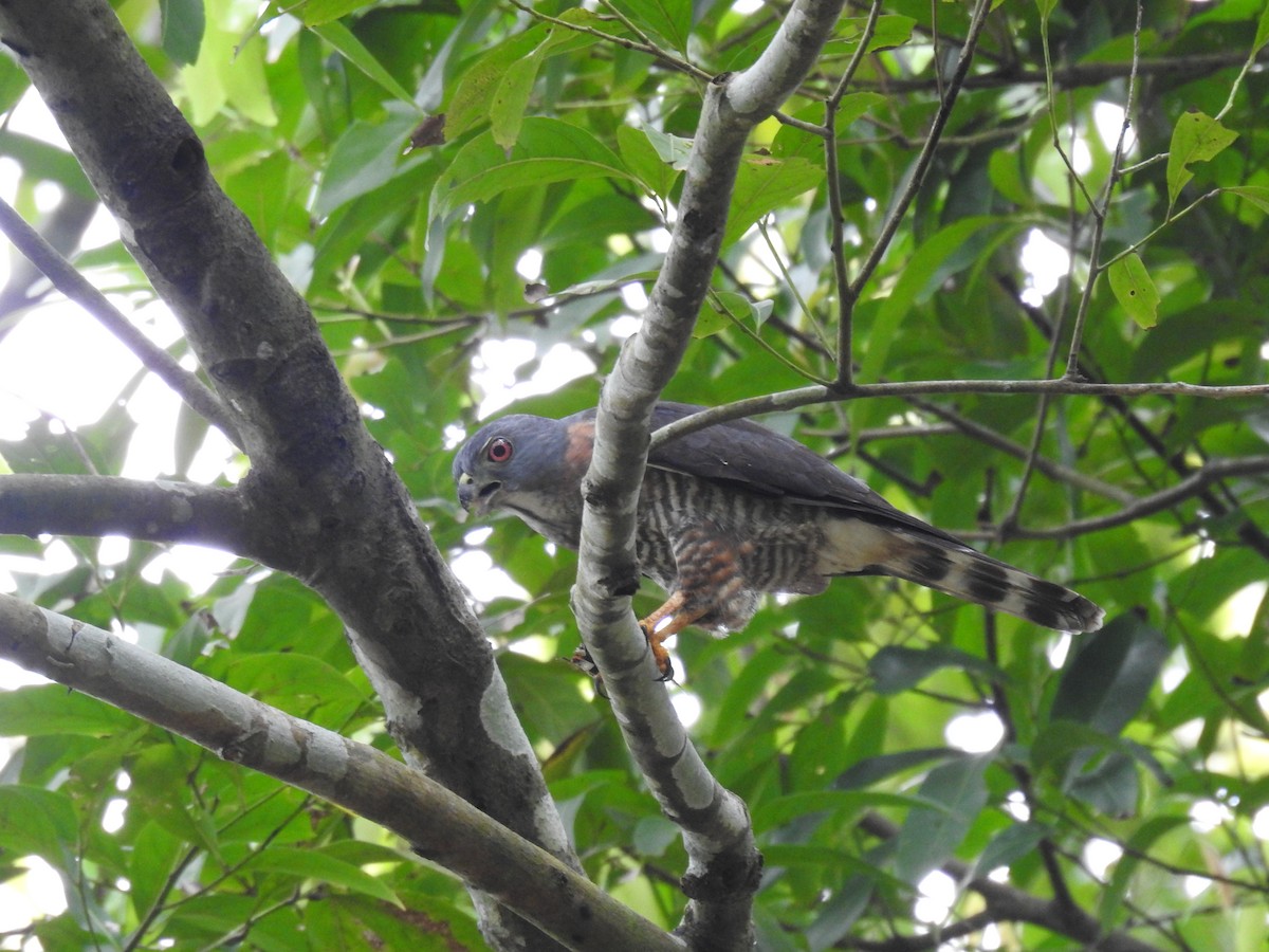 Double-toothed Kite - ML637328942