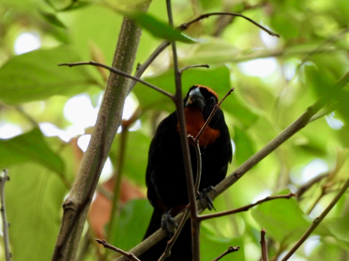 Puerto Rican Bullfinch - ML637329017