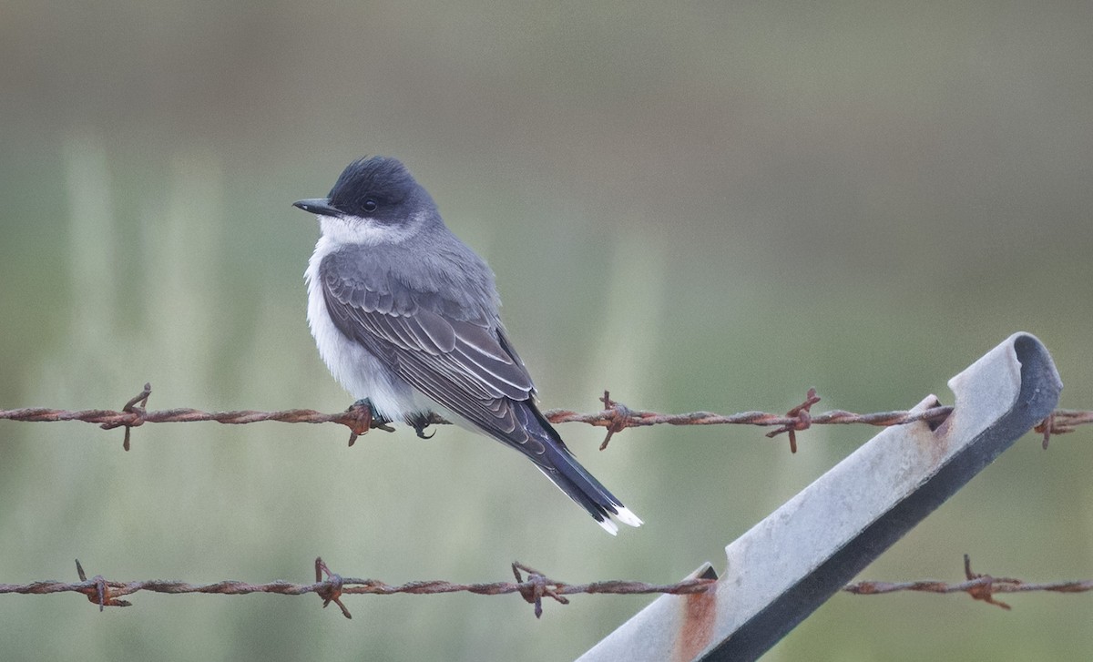 Eastern Kingbird - John Callender