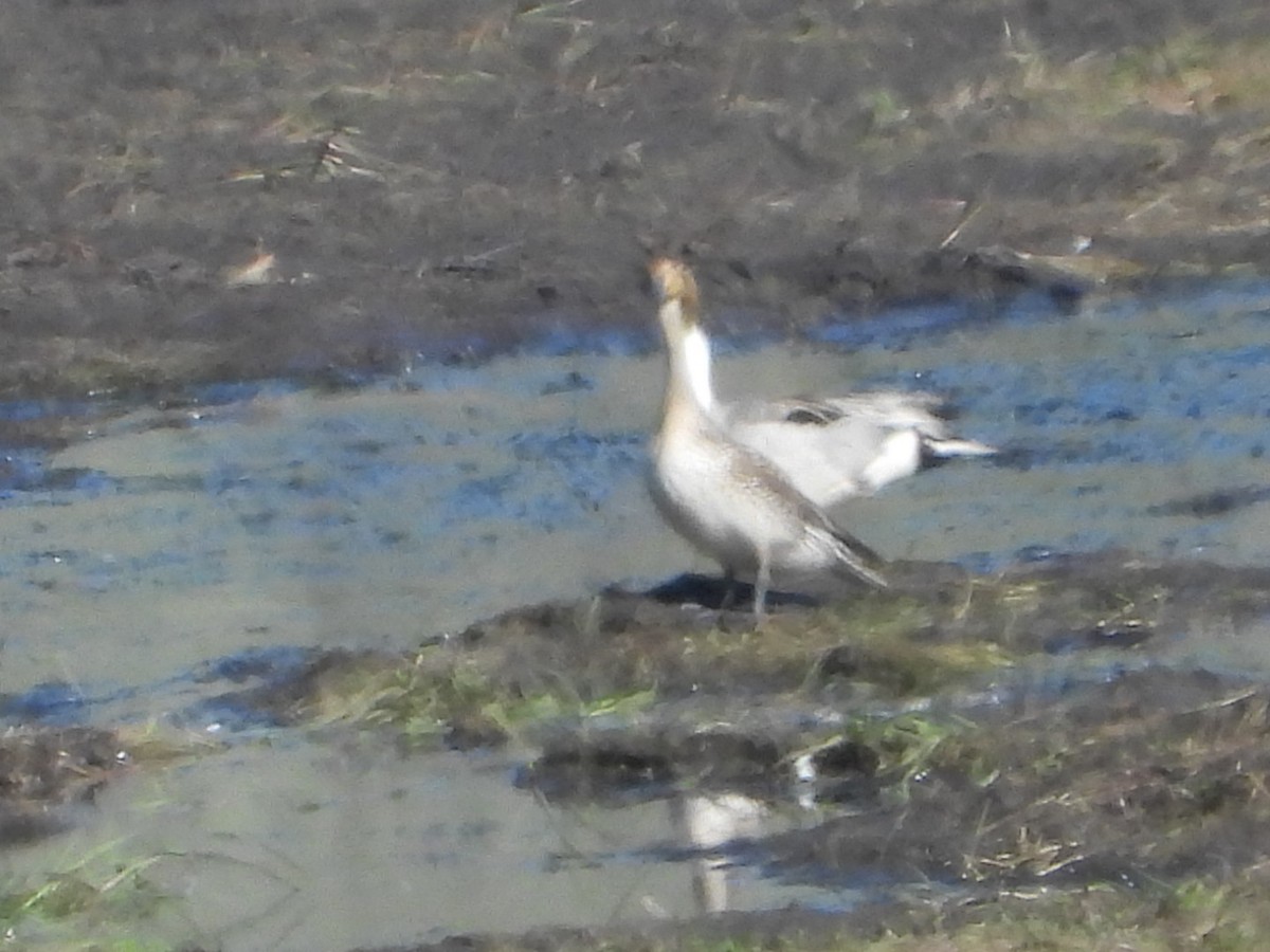 Northern Pintail - ML637329173