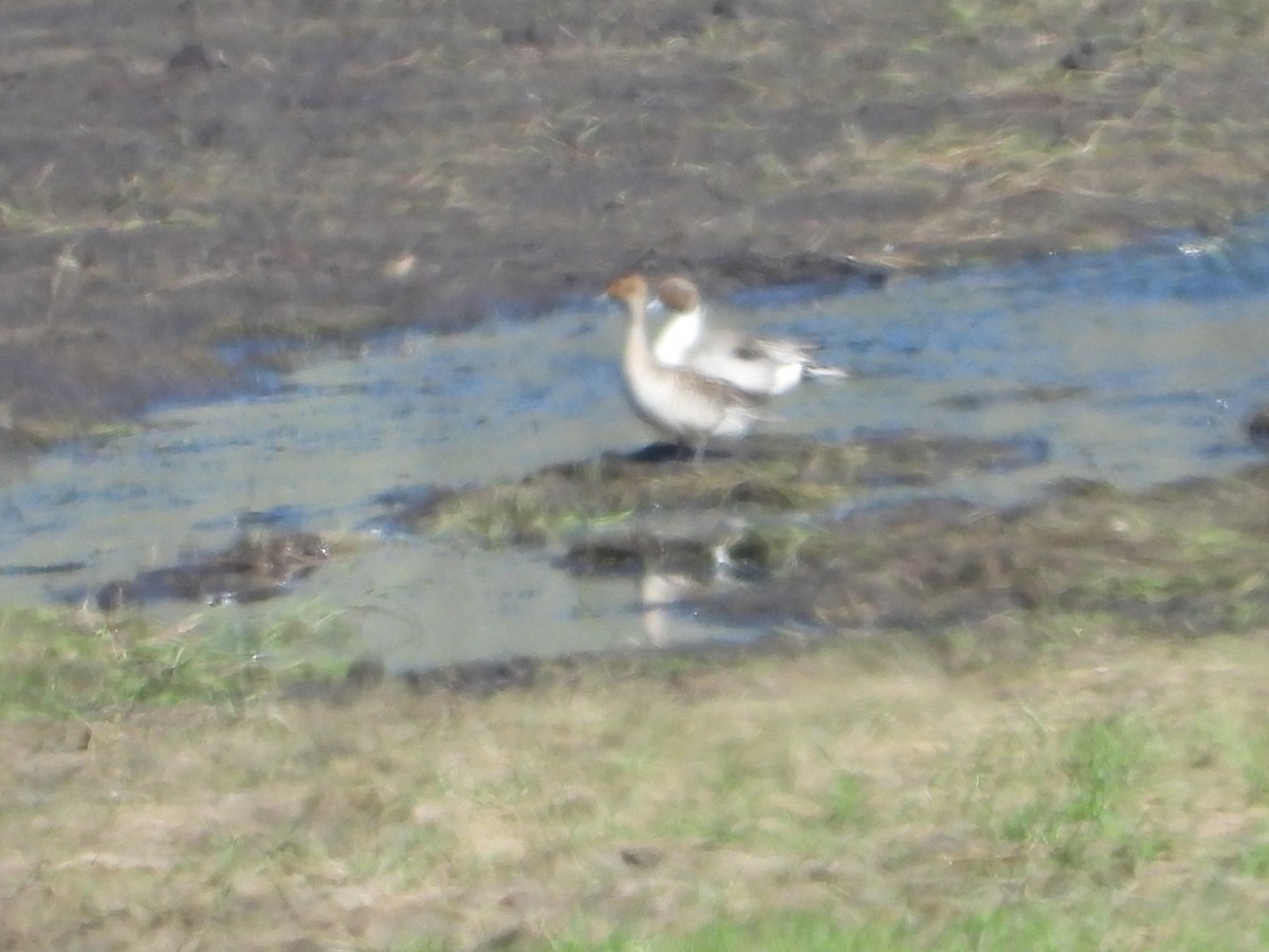 Northern Pintail - ML637329174