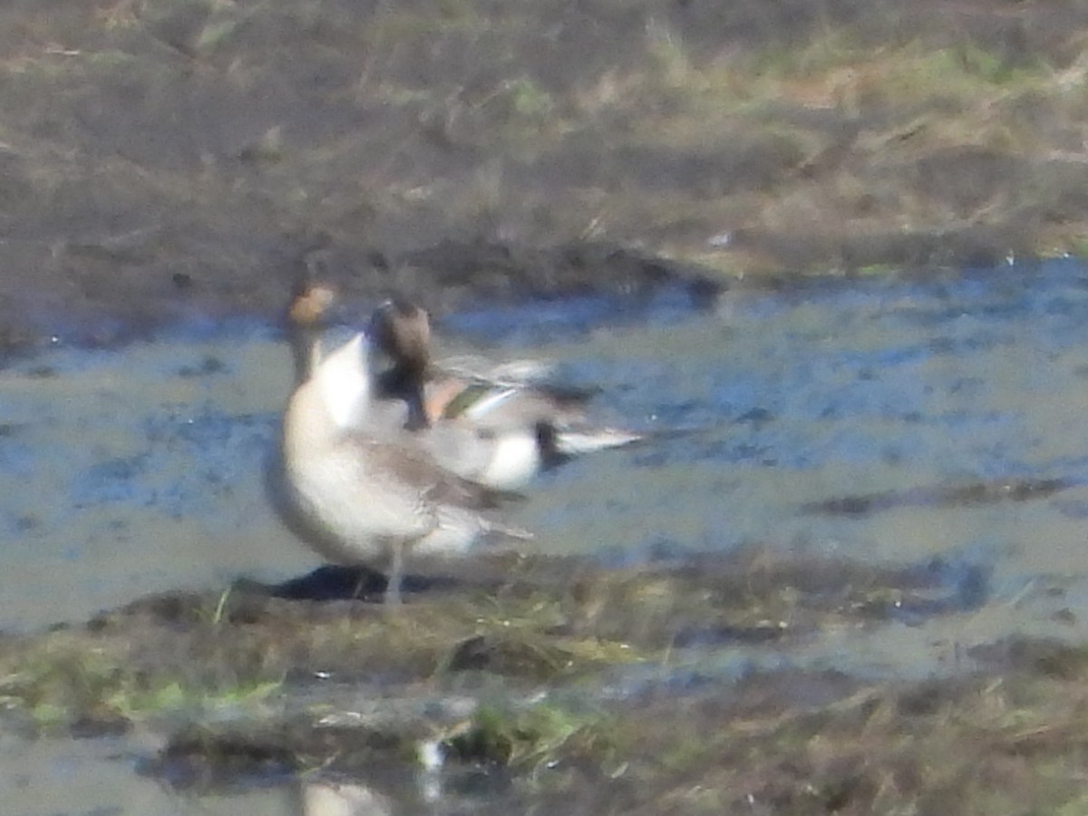 Northern Pintail - ML637329175