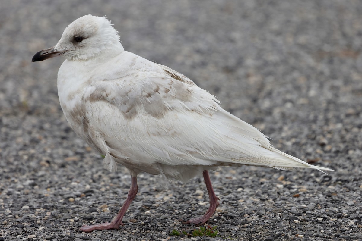 racek polární (ssp. kumlieni/glaucoides) - ML637329205