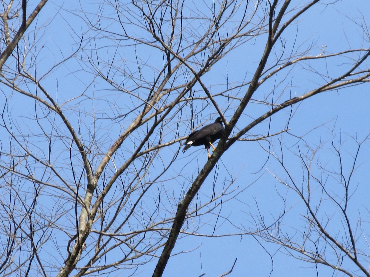 Great Black Hawk - ML637329320