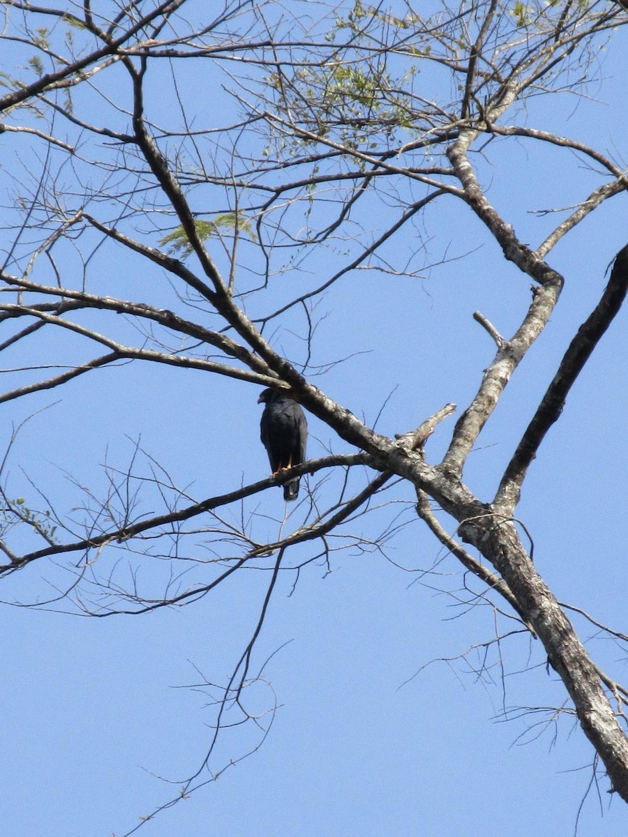 Great Black Hawk - ML637329321