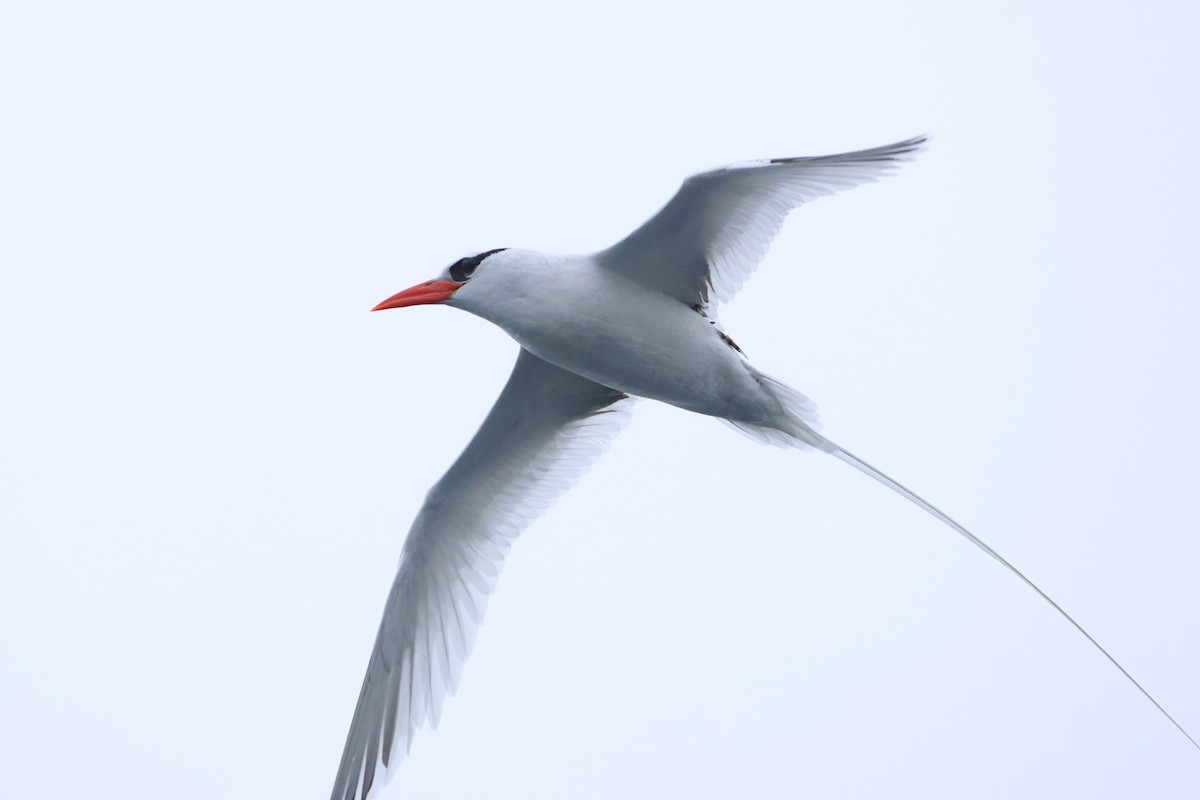 Red-billed Tropicbird - ML637329375