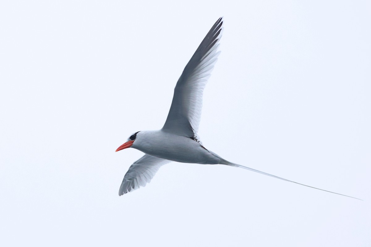 Red-billed Tropicbird - ML637329382