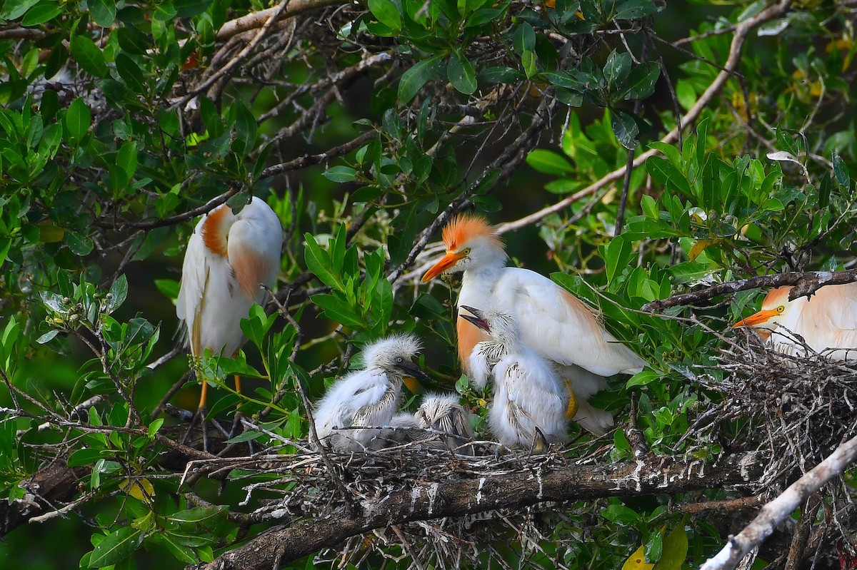 Western Cattle-Egret - ML637329383