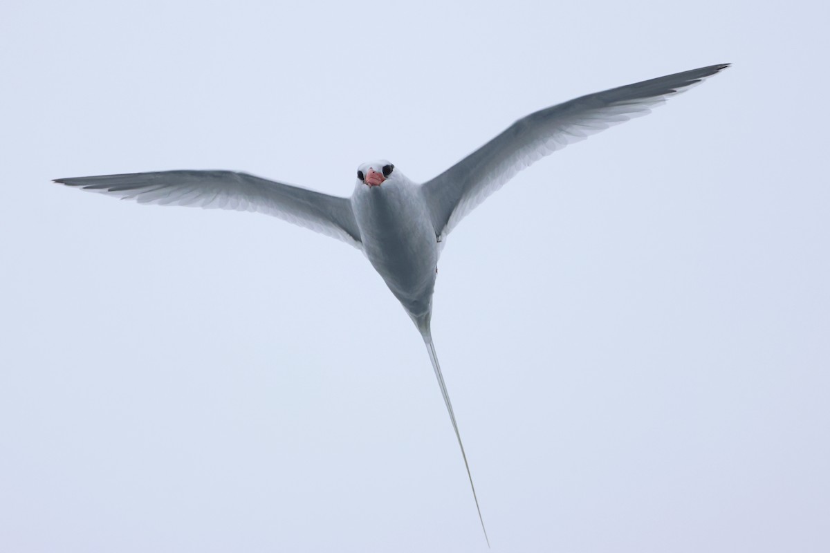 Red-billed Tropicbird - ML637329385