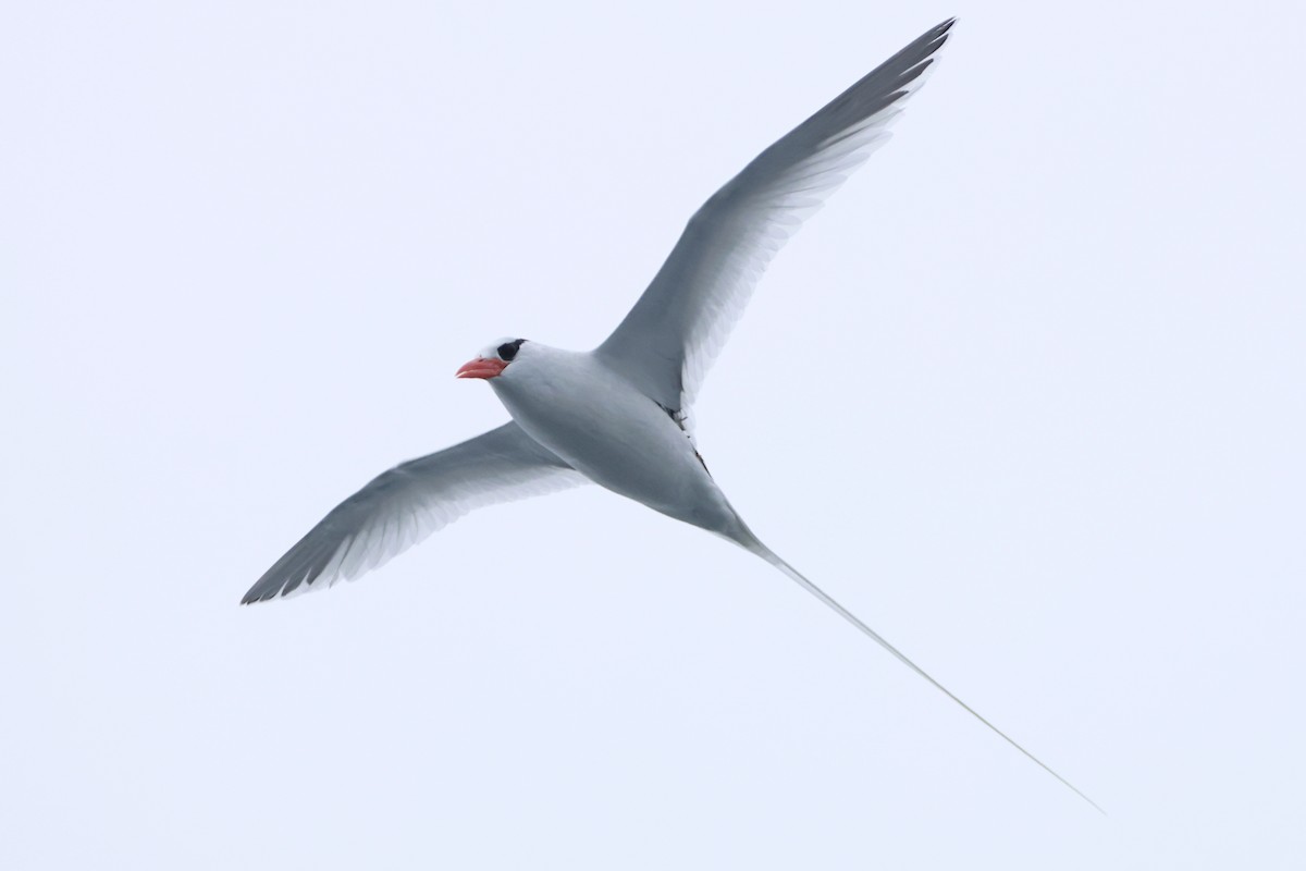Red-billed Tropicbird - ML637329386
