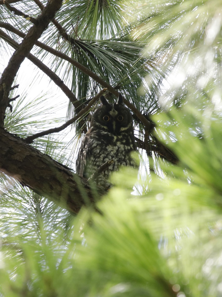 Stygian Owl - ML637329563