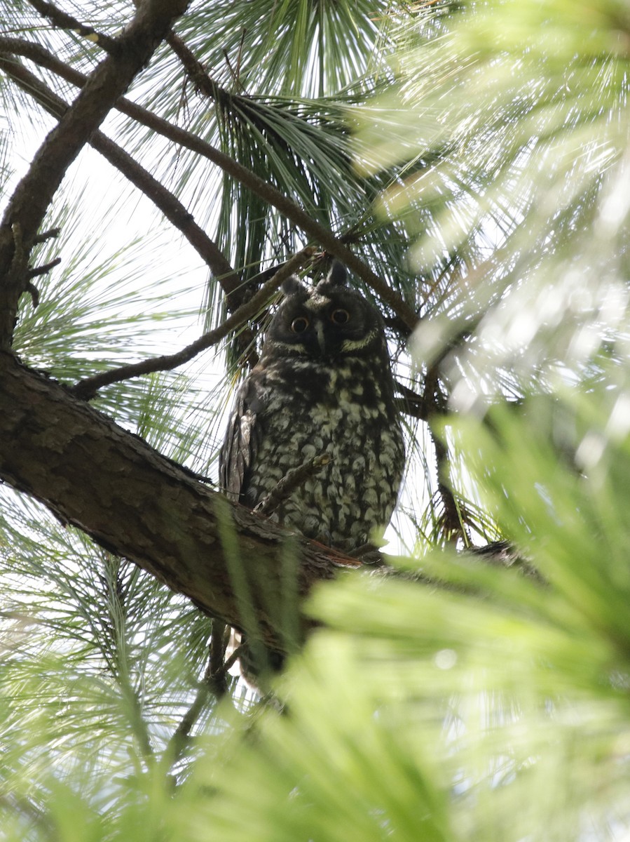 Stygian Owl - ML637329564