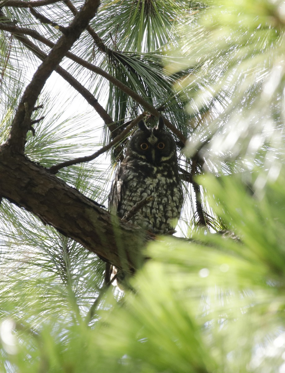 Stygian Owl - ML637329566