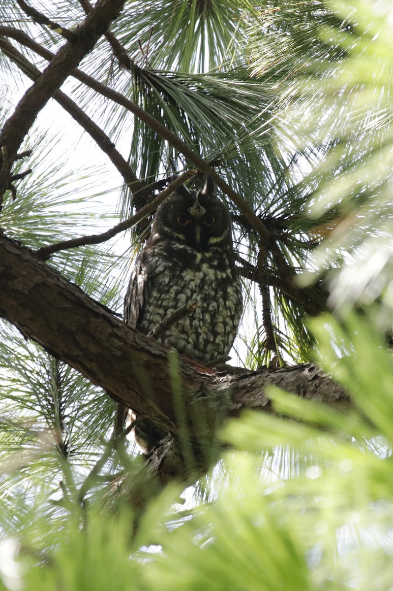 Stygian Owl - ML637329568