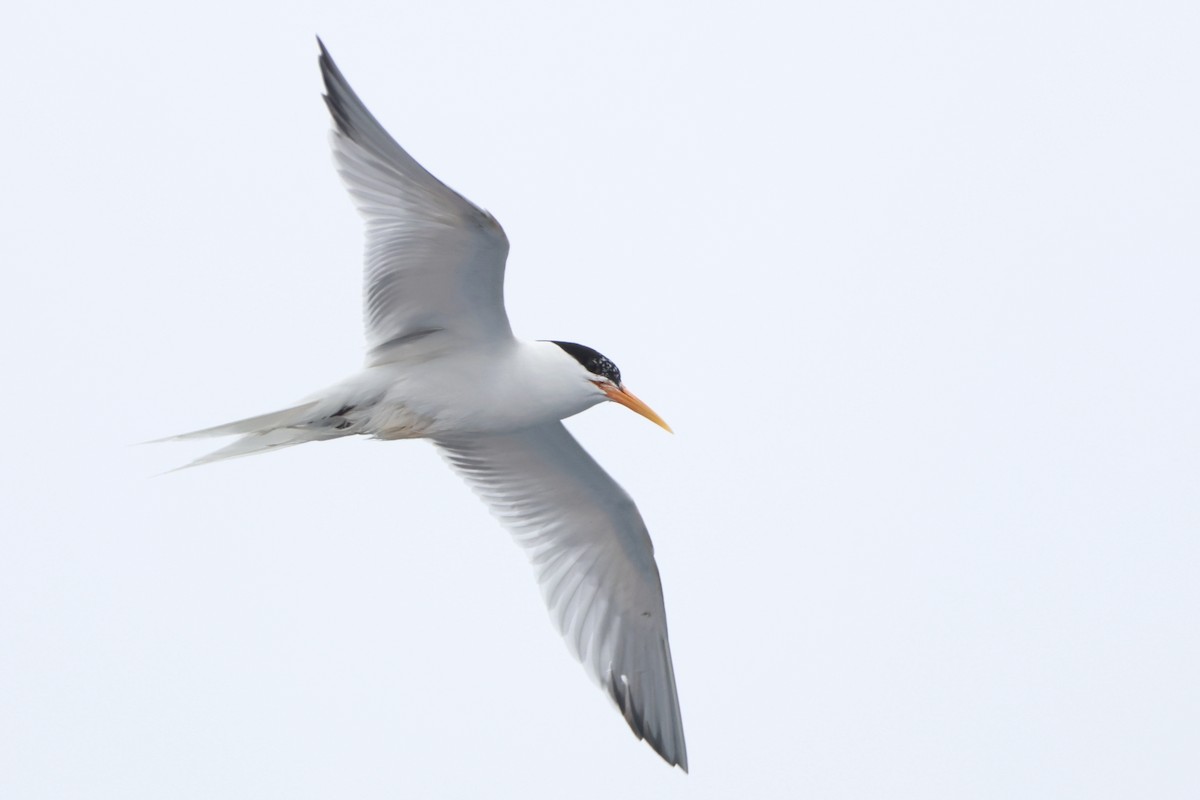 Elegant Tern - ML637329640