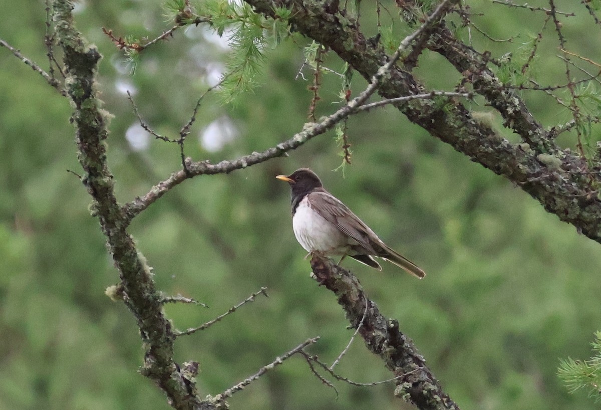 Black-throated Thrush - ML637329641