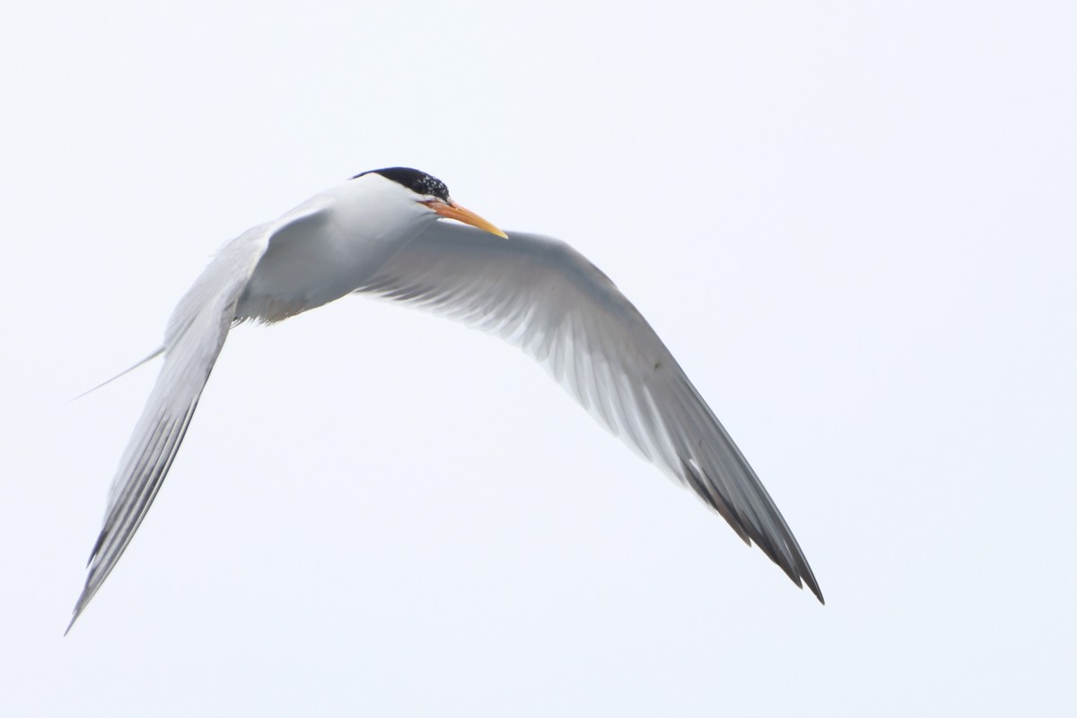 Elegant Tern - ML637329643