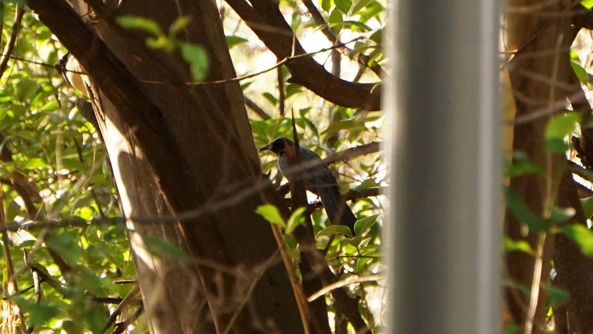 Blue Mockingbird - ML637329644