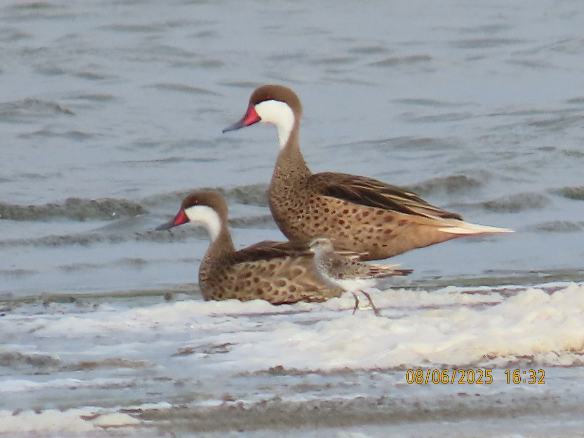White-cheeked Pintail - ML637329786