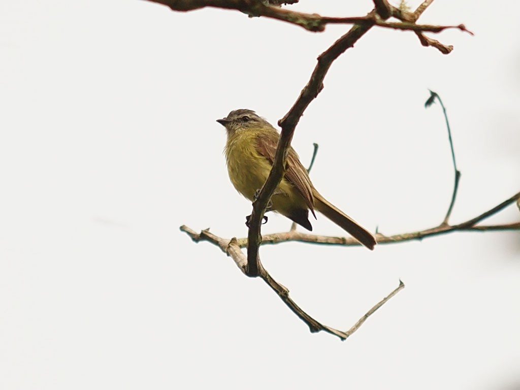 Rußkappen-Kleintyrann - ML637329798