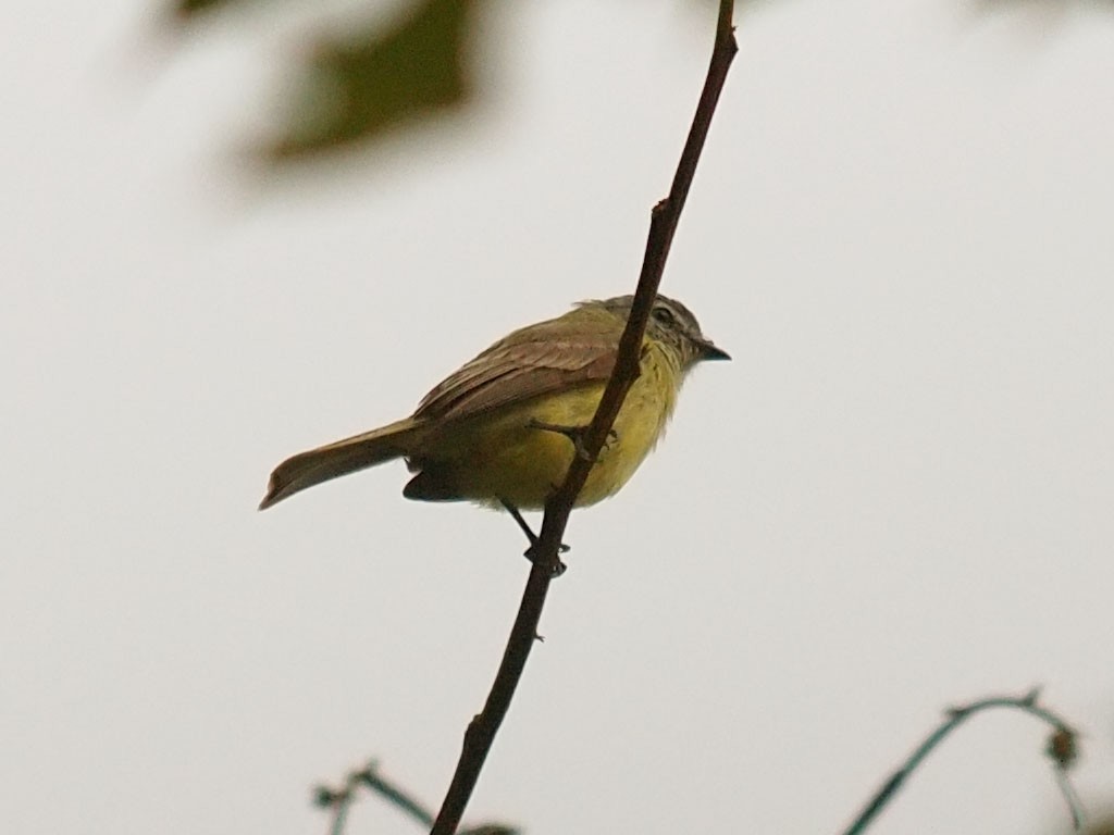 Rußkappen-Kleintyrann - ML637329800