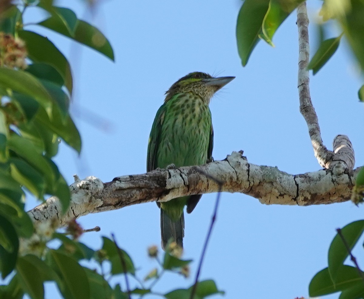 Green-eared Barbet - ML637329836
