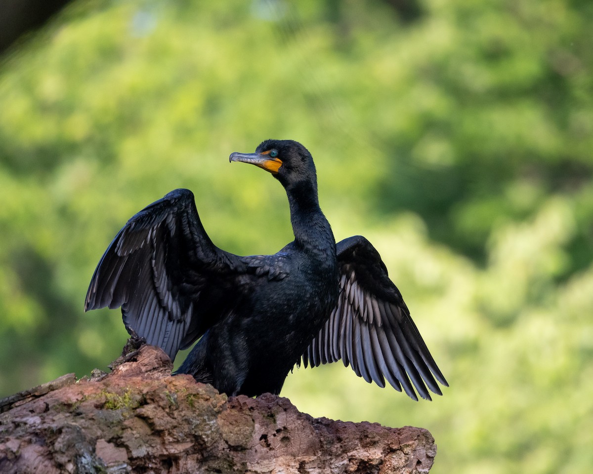 Double-crested Cormorant - ML637329838