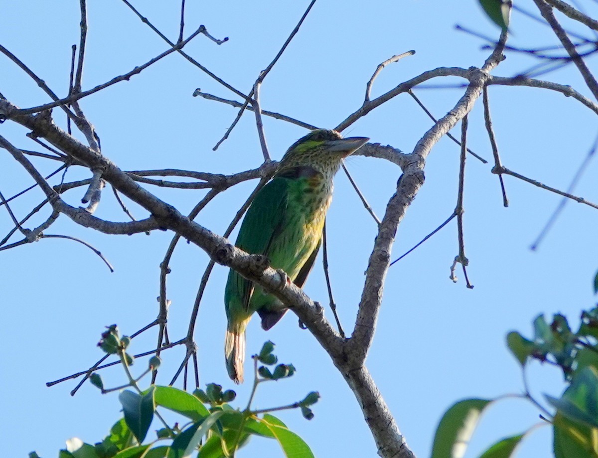 Green-eared Barbet - ML637329841