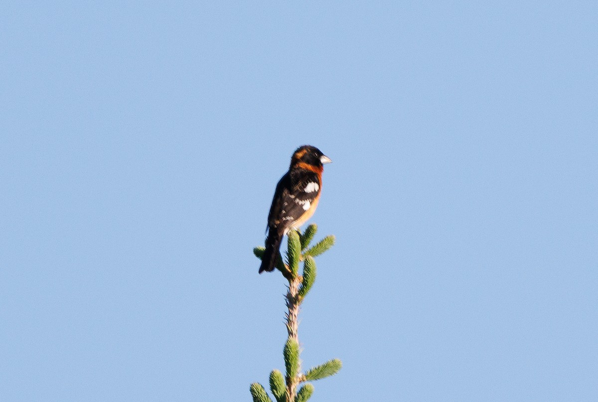 Black-headed Grosbeak - ML637329911