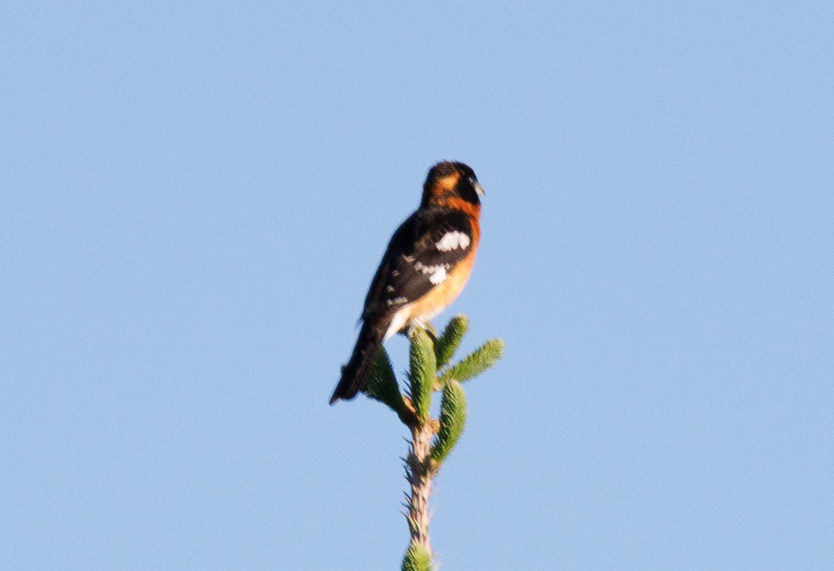 Black-headed Grosbeak - ML637329912