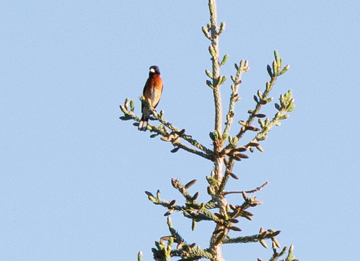 Black-headed Grosbeak - ML637329913
