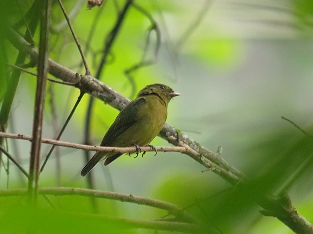Green Manakin - ML637329922