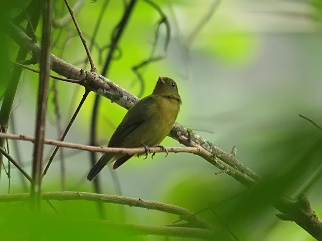 Green Manakin - ML637329925