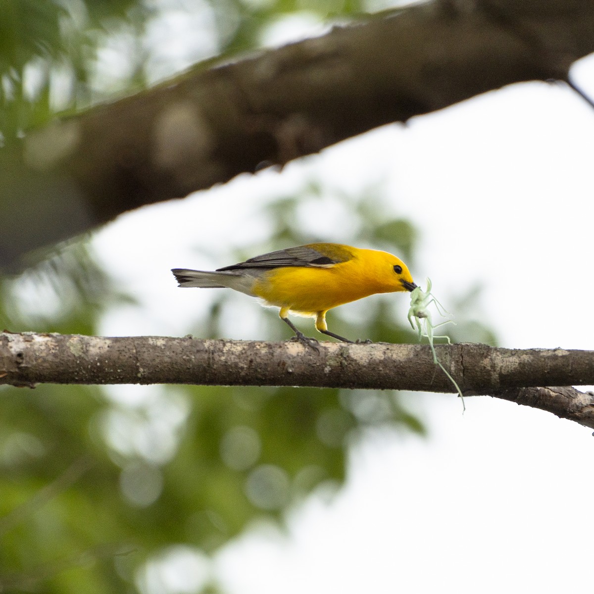 Prothonotary Warbler - ML637329979