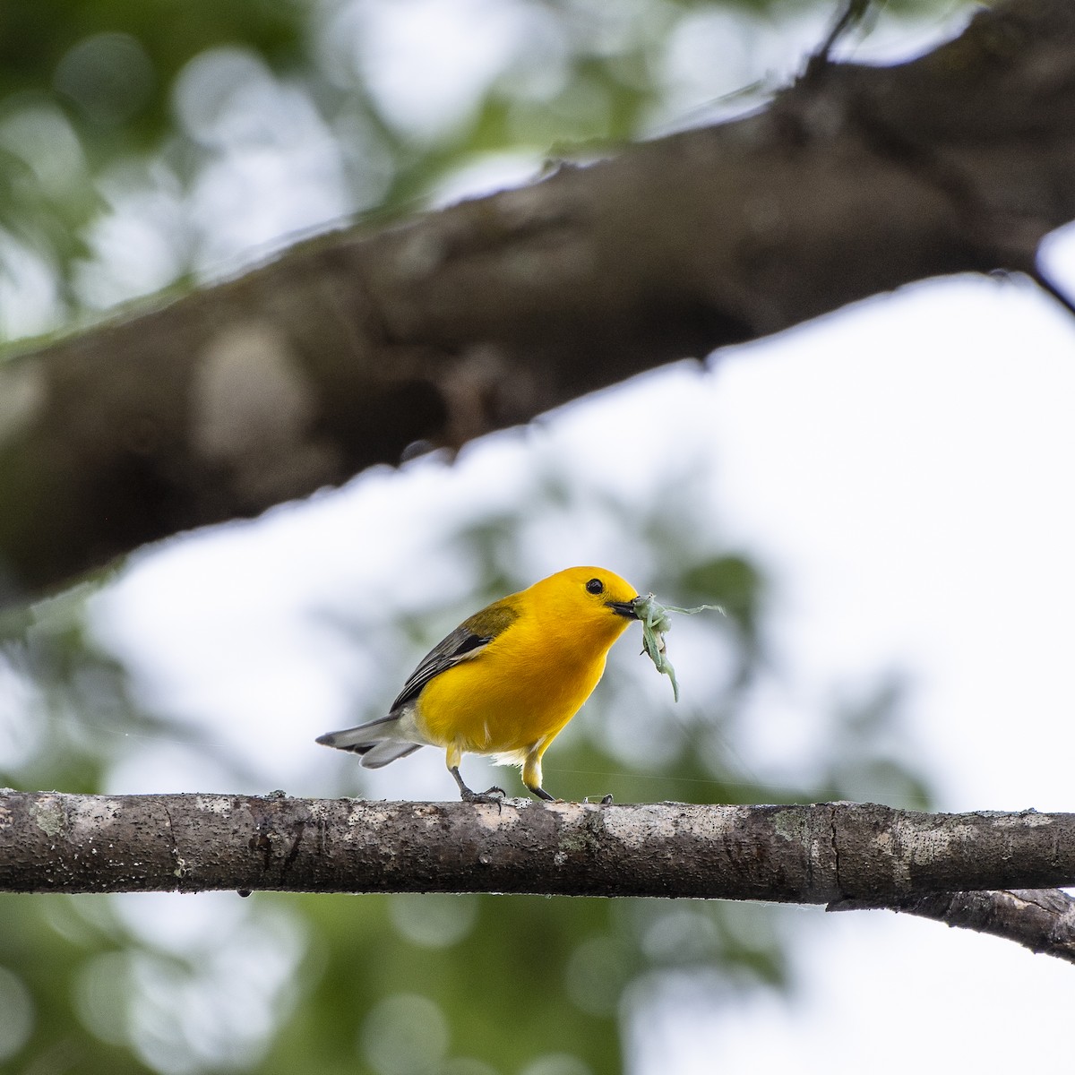 Prothonotary Warbler - ML637329980