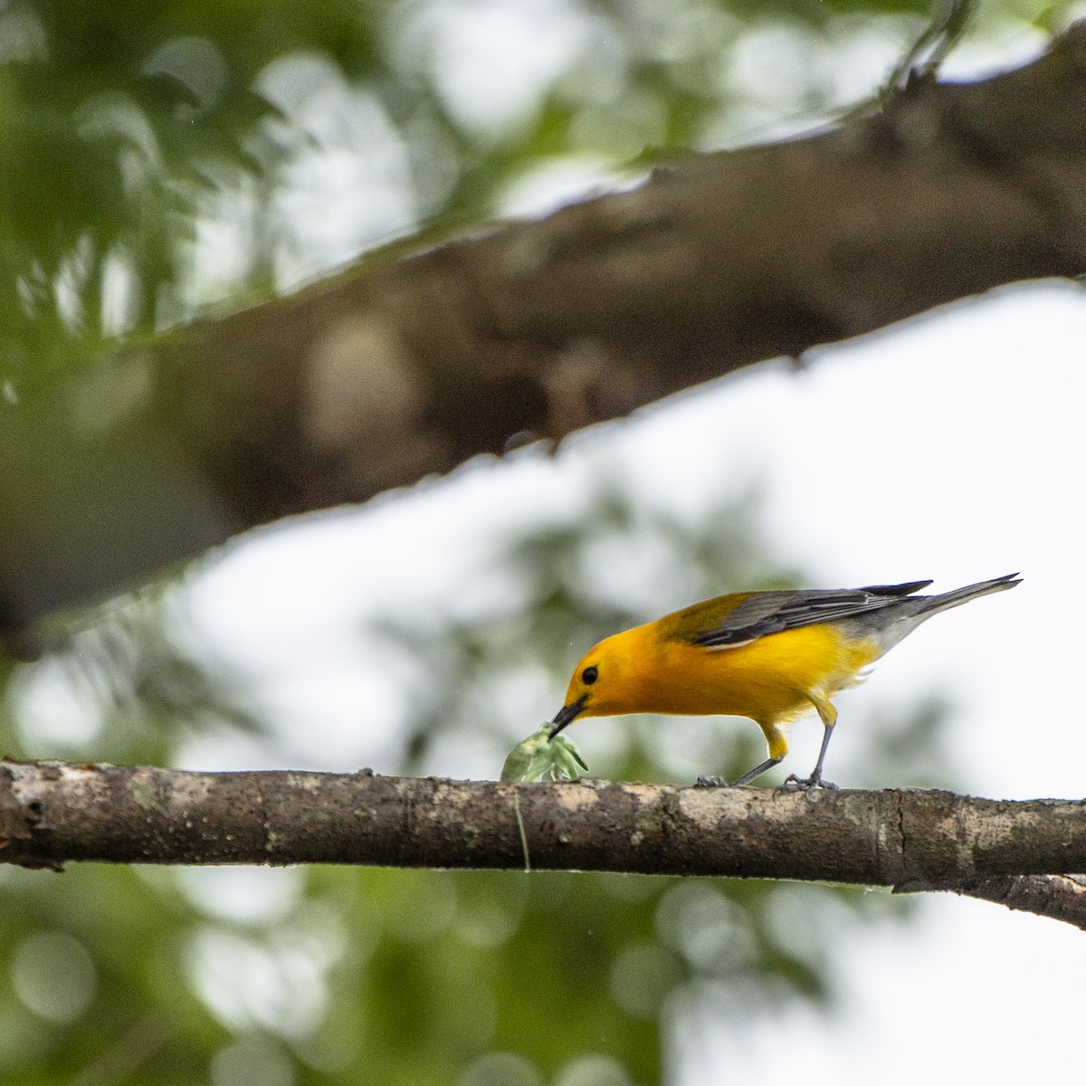 Prothonotary Warbler - ML637329981
