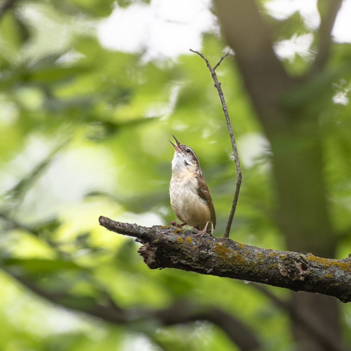 Carolina Wren - ML637330032