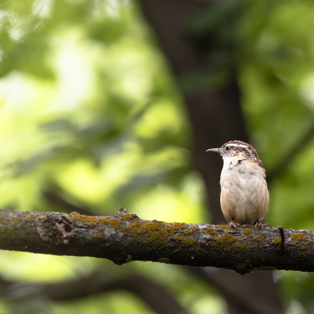 Carolina Wren - ML637330033