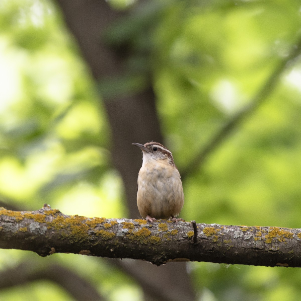 Carolina Wren - ML637330034