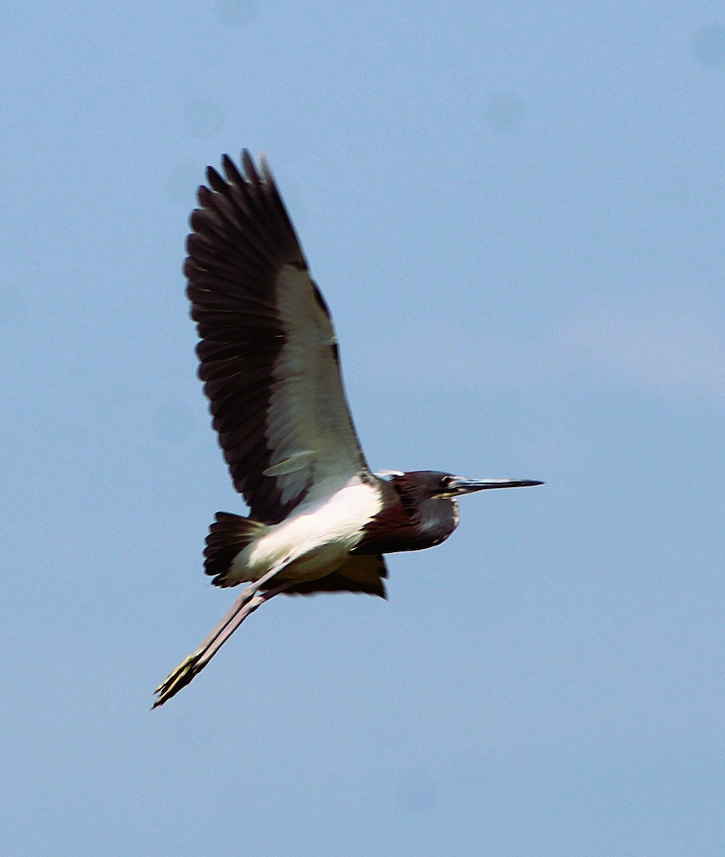 Tricolored Heron - ML637330139