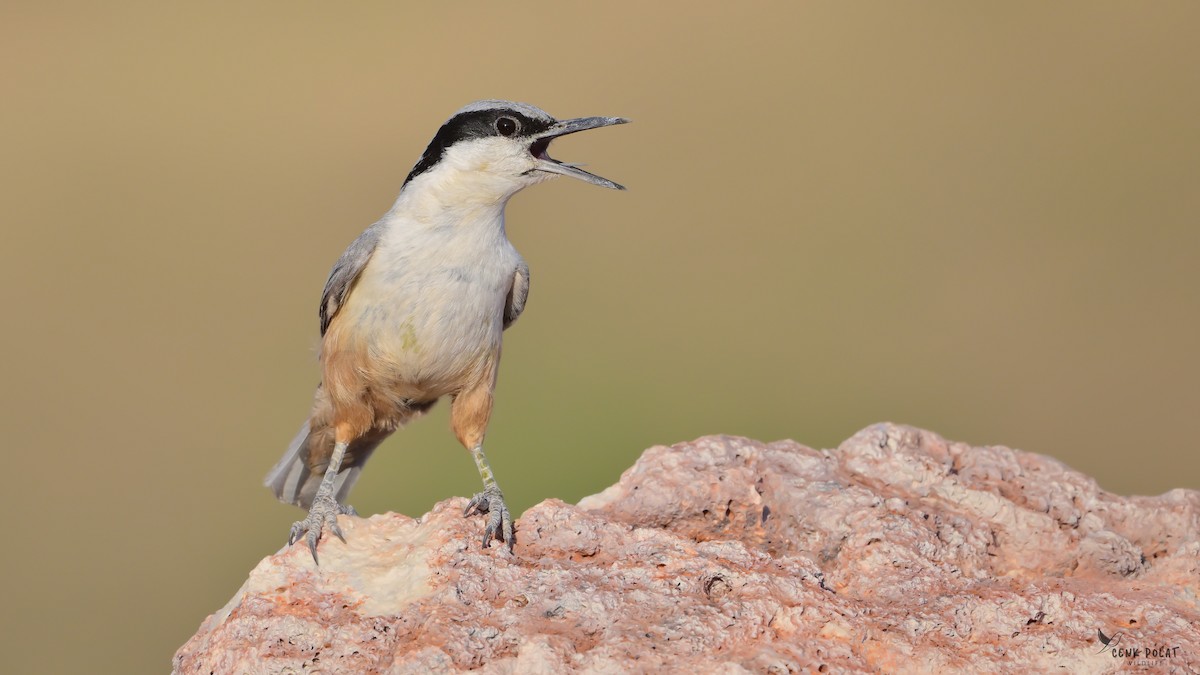 Eastern Rock Nuthatch - ML637330229
